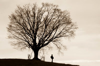 albero