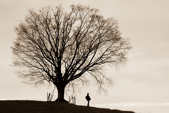 albero