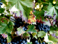 1810 Vendemmia Franco