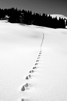 tracks