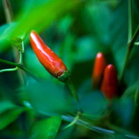 pepper