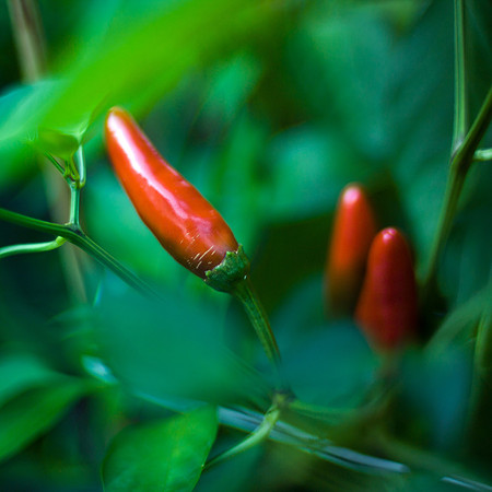 pepper