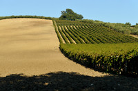 Territorio