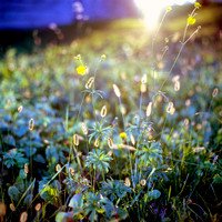 malinverni