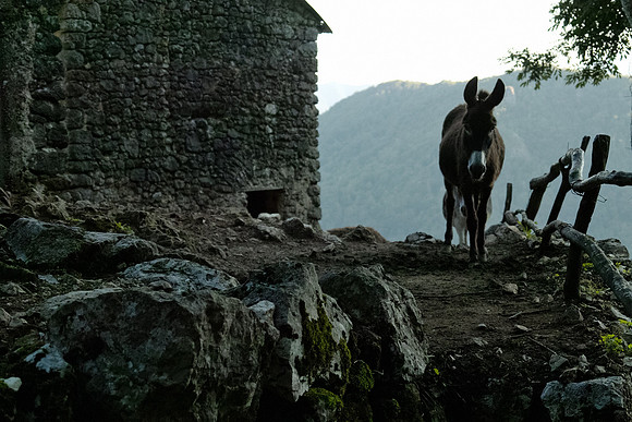 casoni