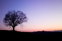 albero