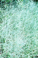 cutting grass